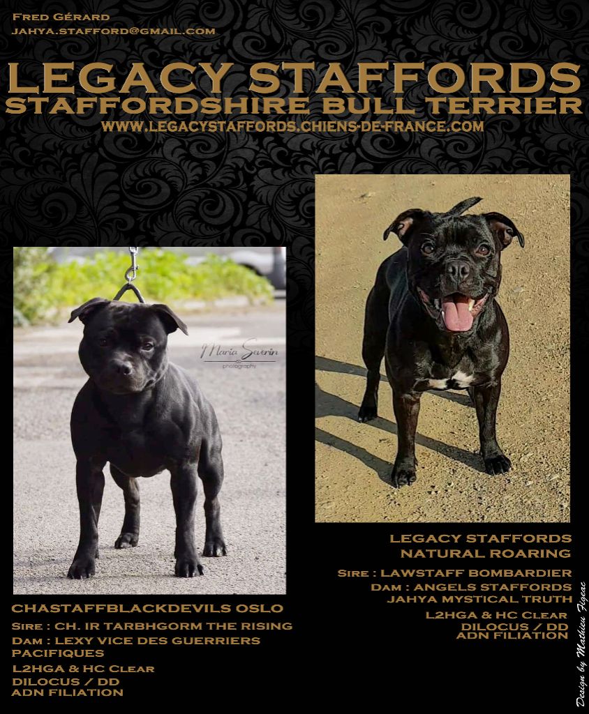 Legacy Staffords - Staffordshire Bull Terrier - Portée née le 16/02/2020