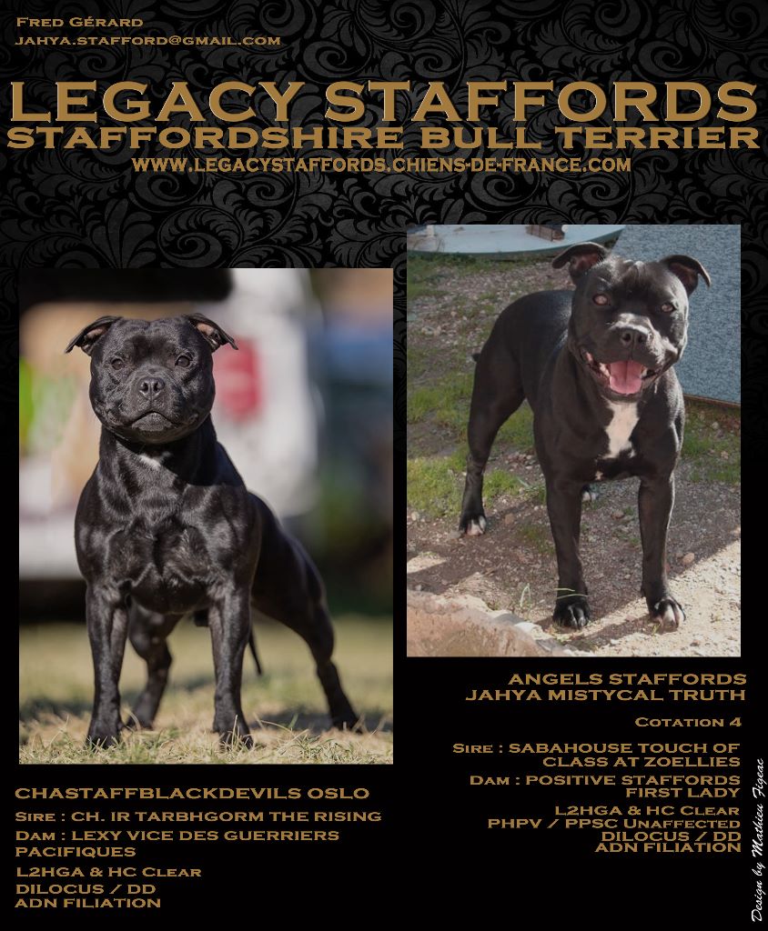 Legacy Staffords - Staffordshire Bull Terrier - Portée née le 13/10/2019