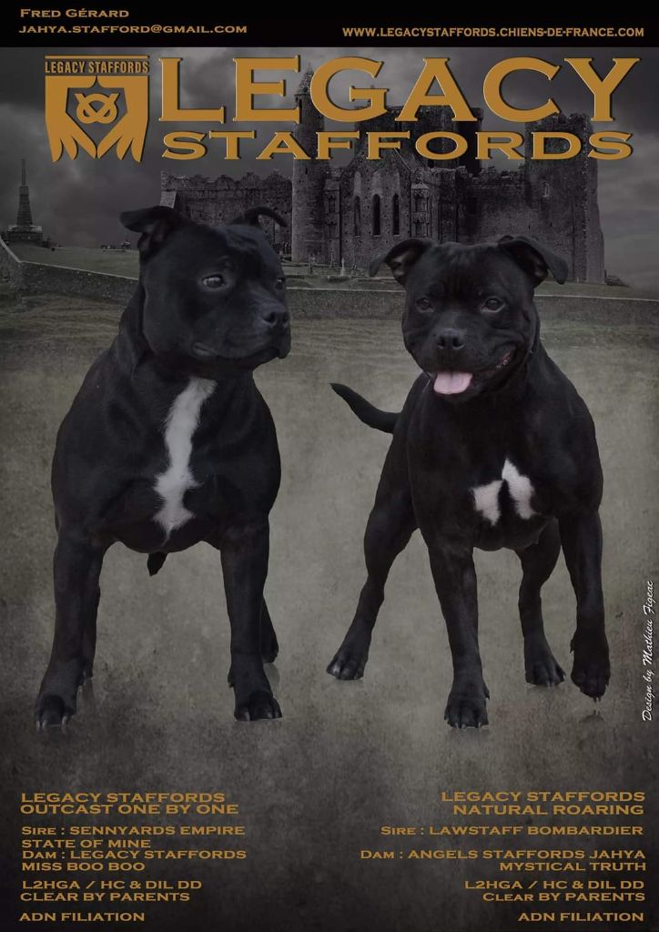 chiot Staffordshire Bull Terrier Legacy Staffords