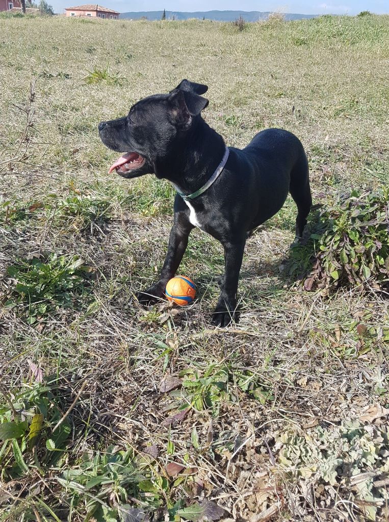 Legacy Staffords - Staffordshire Bull Terrier - Portée née le 06/10/2018