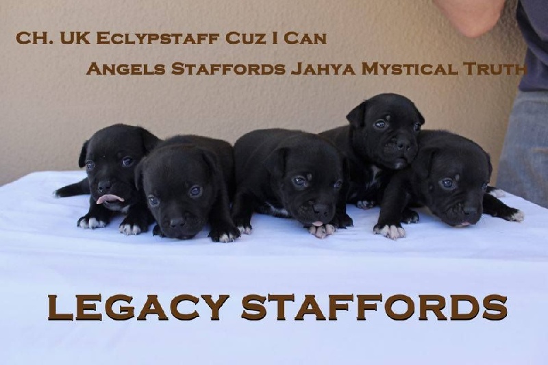 Legacy Staffords - Staffordshire Bull Terrier - Portée née le 02/06/2016