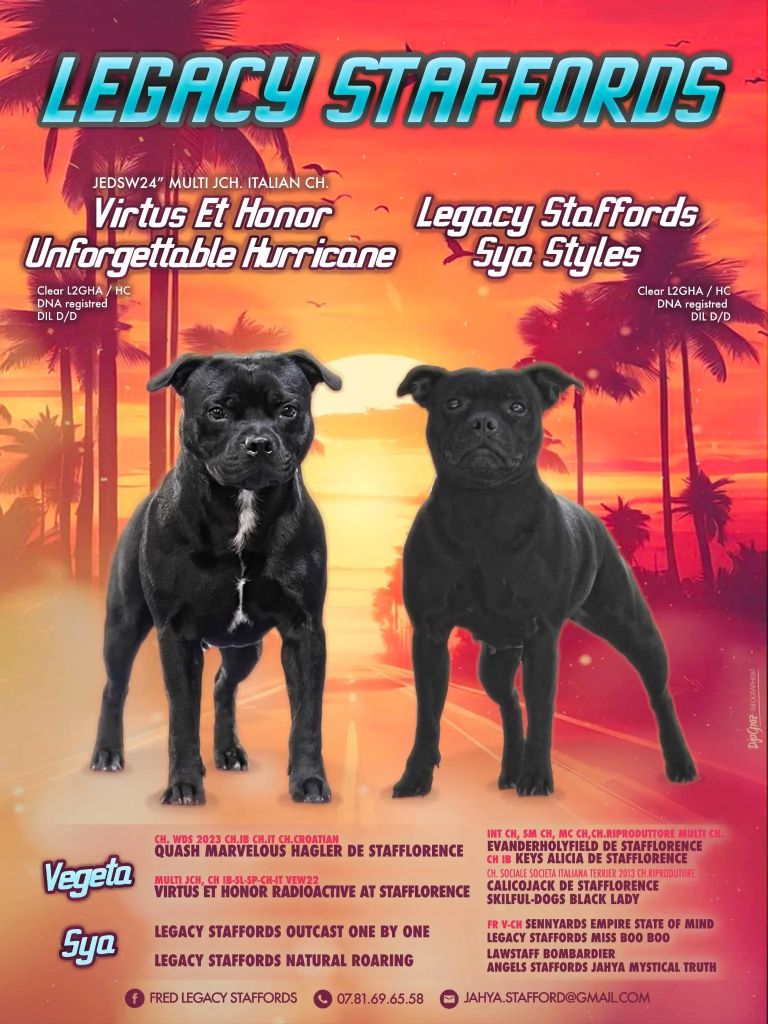 Chiot Staffordshire Bull Terrier Legacy Staffords