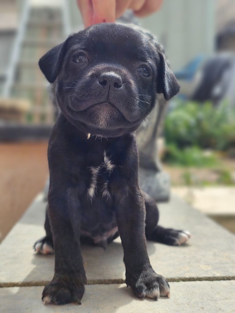 Legacy Staffords - Chiots disponibles - Staffordshire Bull Terrier