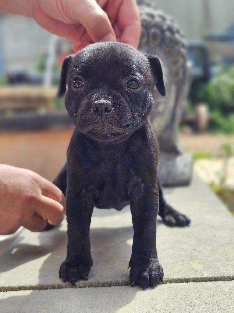 Legacy Staffords - Chiots disponibles - Staffordshire Bull Terrier