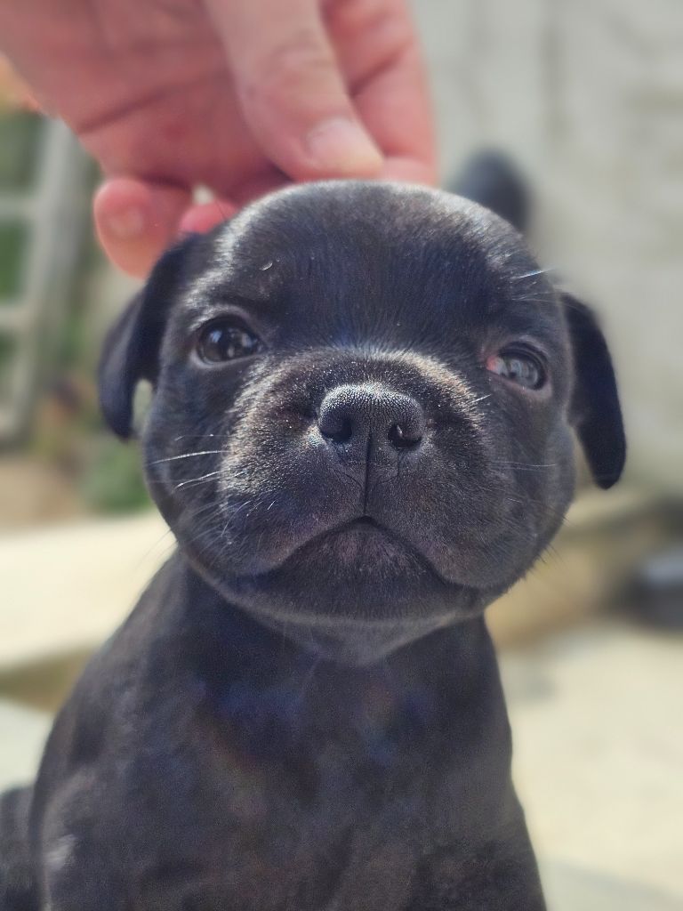 Legacy Staffords - Chiots disponibles - Staffordshire Bull Terrier
