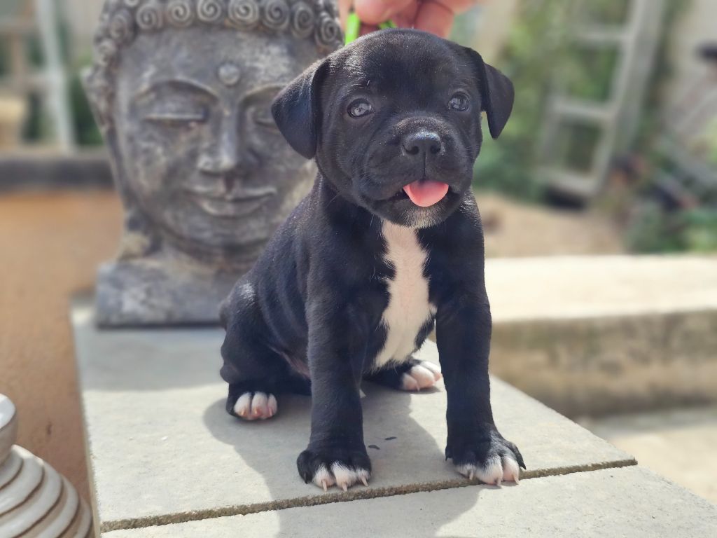 Legacy Staffords - Chiots disponibles - Staffordshire Bull Terrier